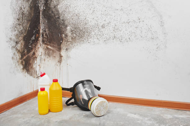 Best Commercial Mold Removal  in Agua Dulce, TX