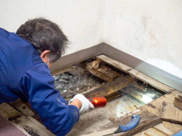 Professional Mold Removal in Agua Dulce, TX