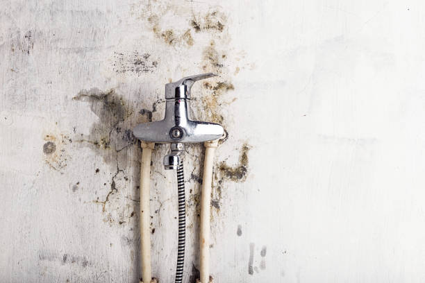 Best Mold Removal Near Me  in Agua Dulce, TX
