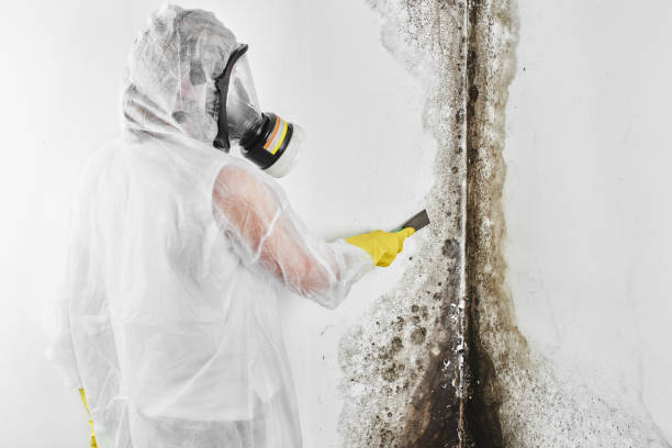 Best Best Mold Removal Companies  in Agua Dulce, TX