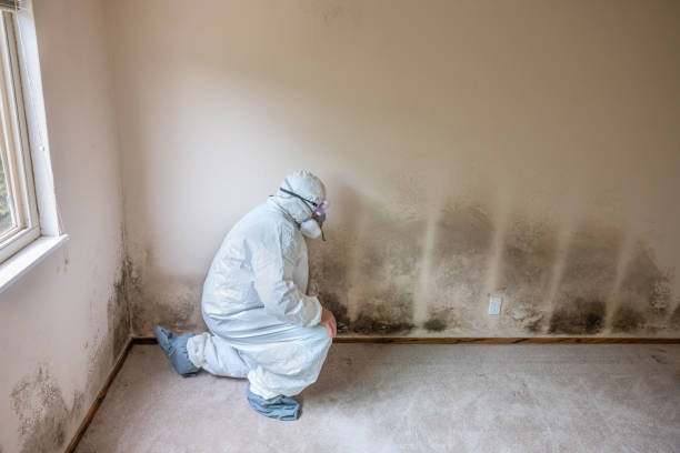 Best Emergency Mold Removal  in Agua Dulce, TX
