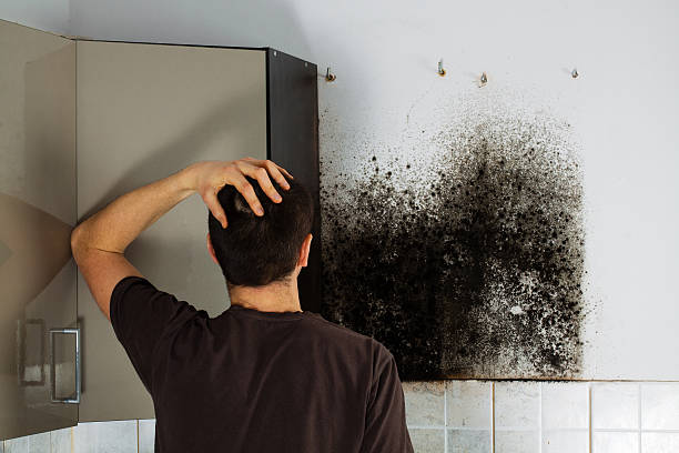 Best Local Mold Removal Service  in Agua Dulce, TX