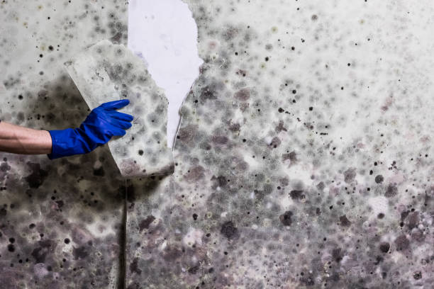 Best Mold Removal Company Near Me  in Agua Dulce, TX