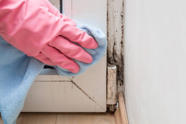 Best Mold Cleaning Services  in Agua Dulce, TX